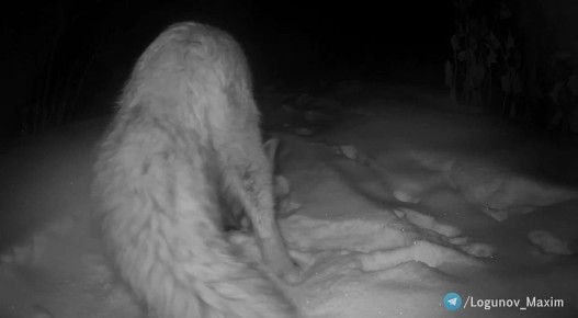 Лис разгромил скрытую фотоловушку в Амурской области