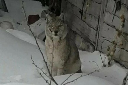 В селе Сычевка Свободненского района обосновалась дикая кошка