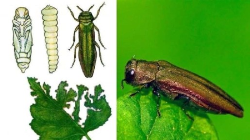 Секреты лесных вредителей: кто угрожает деревьям?