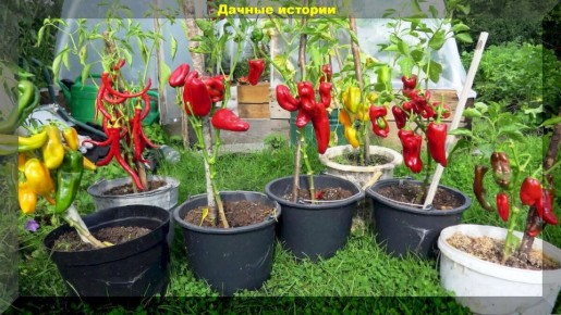 Куда сеять в марте: 50 растений для удачной рассады