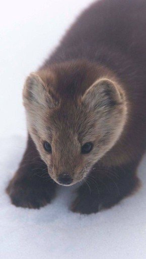 ��� �� ������� �������� �� ����� ����������� � ��Յ