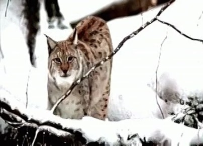 ����� ��� ���� �������� ������� �������������� ������