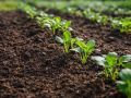 Весна на подходе: секреты эффективной подкормки почвы для мощного урожая