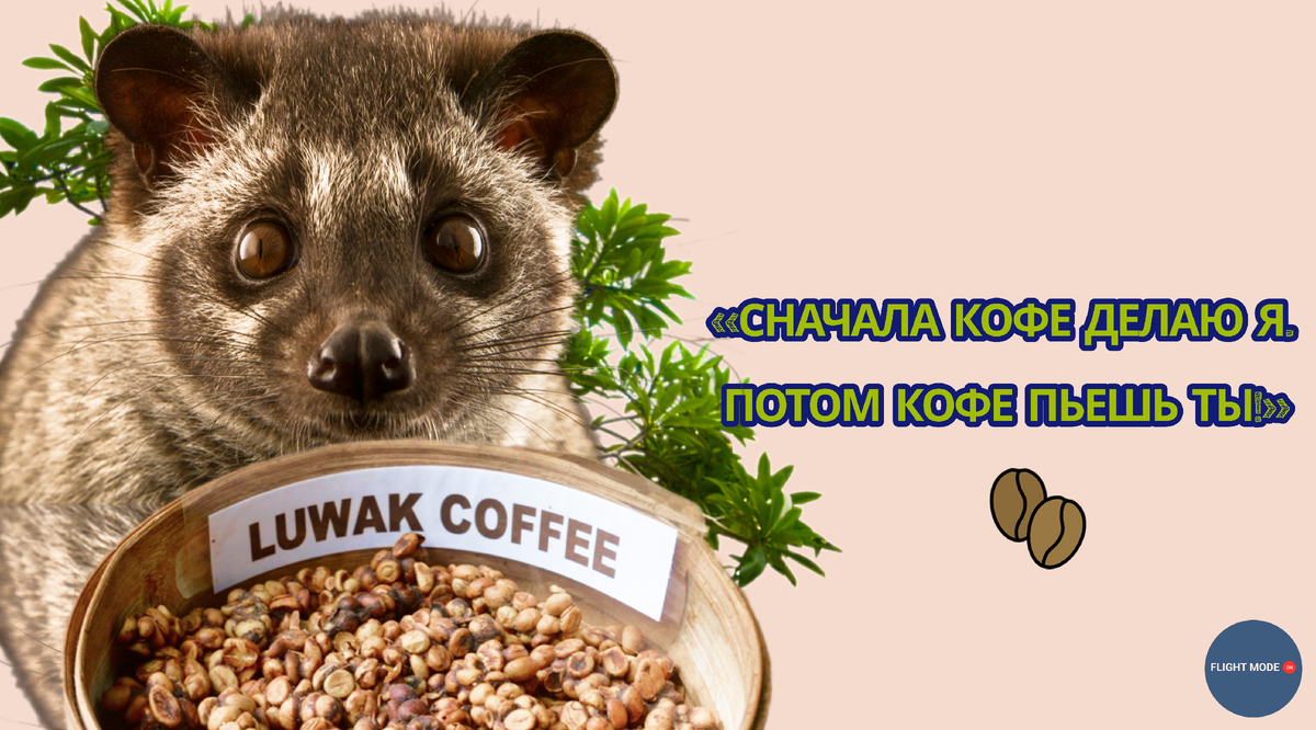 Кофе из какашек и помидоры из Гаваны: самые необычные сувениры бортпроводников