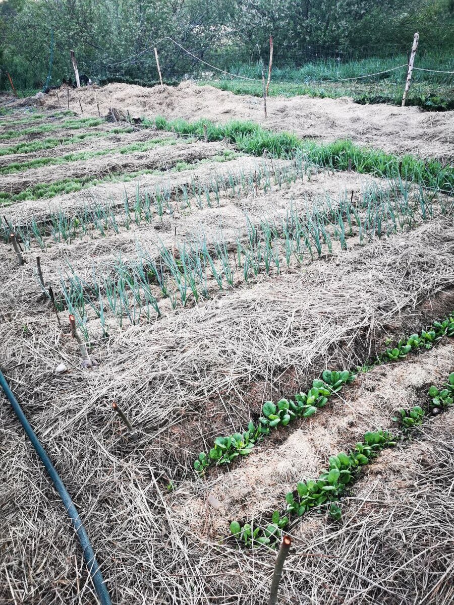 Землеройка: незаметный защитник вашего огорода