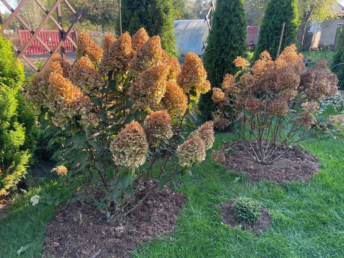 Секреты осенней обрезки метельчатых гортензий: когда и как проводить