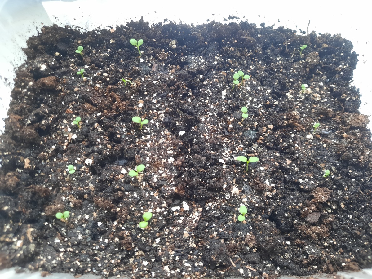 Как победить черную ножку: секреты успешного выращивания рассады