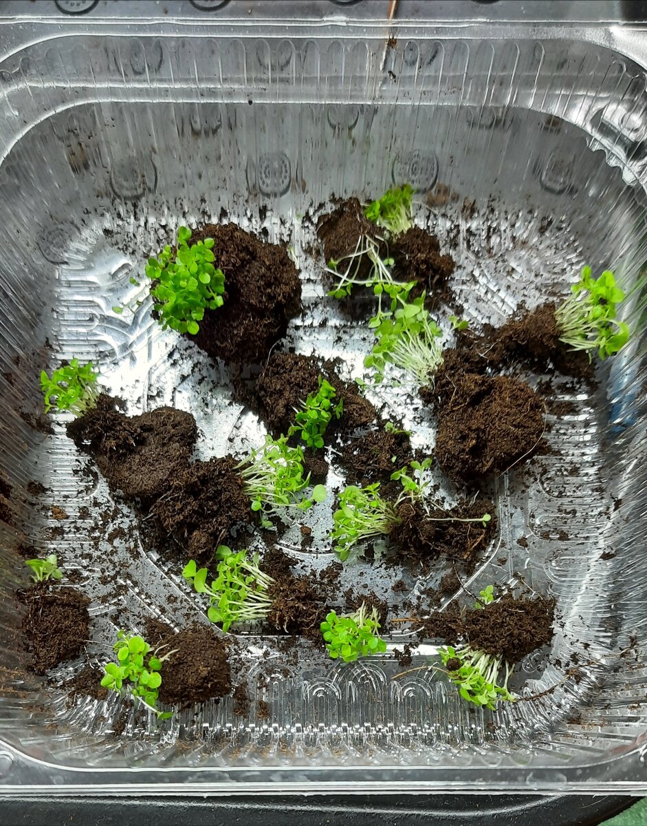 Неожиданное приключение с рассадой: как чуть не случился стрессовый инфаркт