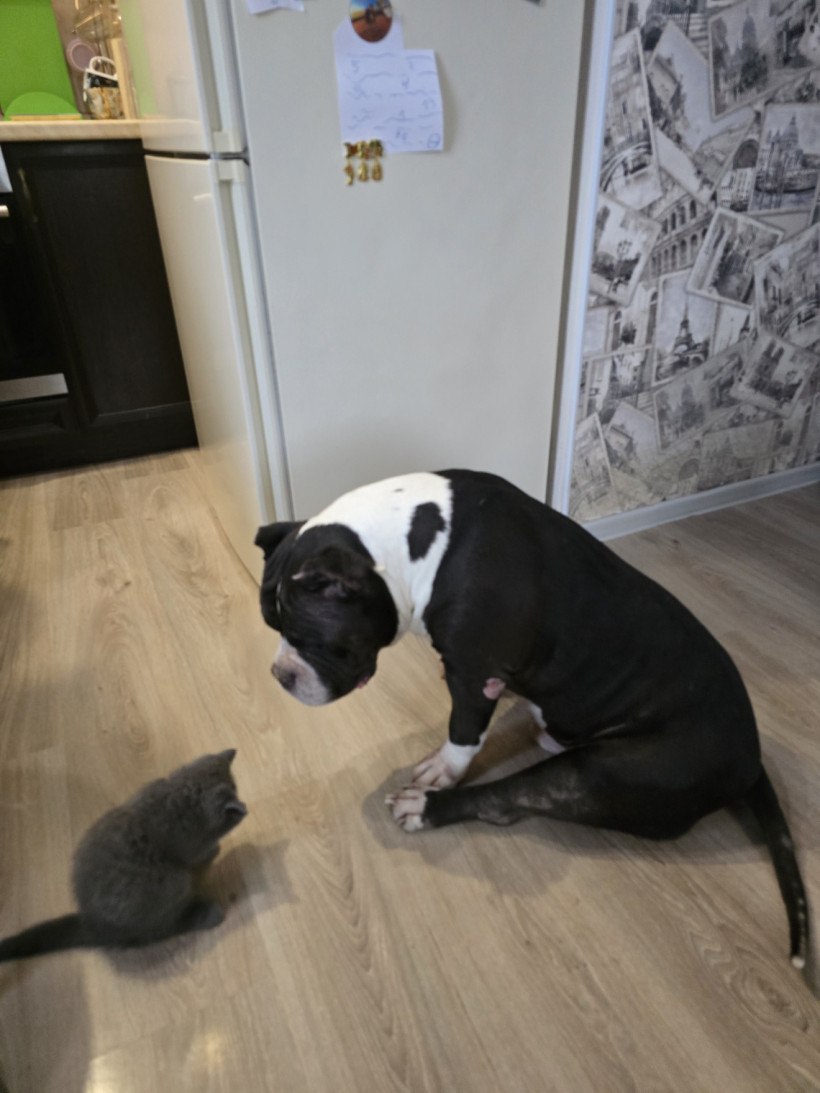 Ничто человеческое им не чуждо: кадры дружбы «мартовского кота» в «Амурской правде» Ничто человеческое им не чуждо: кадры дружбы «мартовского кота» в «Амурской правде»