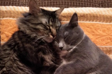 Ничто человеческое им не чуждо: кадры дружбы «мартовского кота» в «Амурской правде»