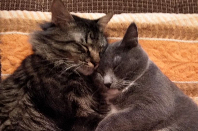 Ничто человеческое им не чуждо: кадры дружбы «мартовского кота» в «Амурской правде»