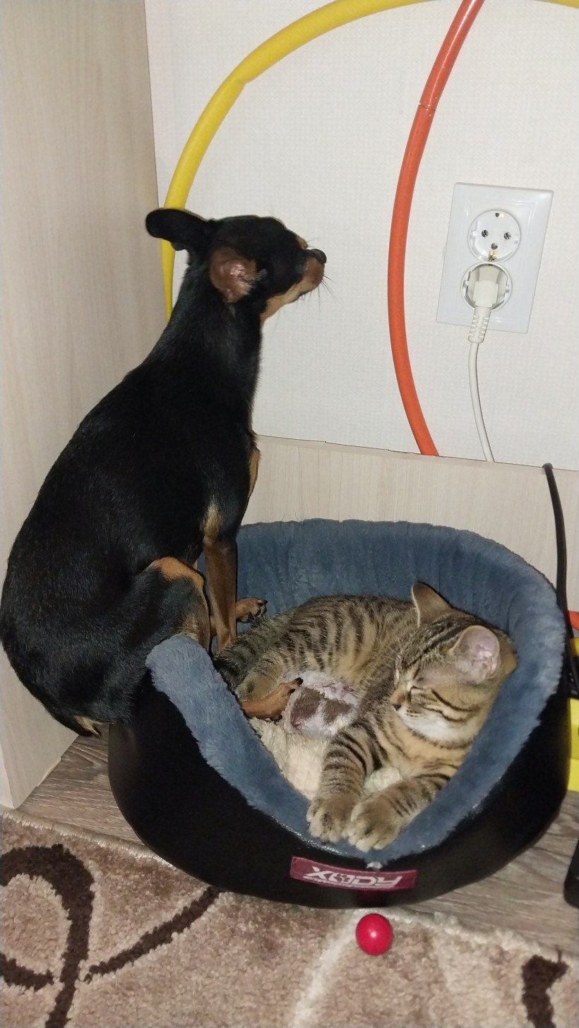 Ничто человеческое им не чуждо: кадры дружбы «мартовского кота» в «Амурской правде» Ничто человеческое им не чуждо: кадры дружбы «мартовского кота» в «Амурской правде»