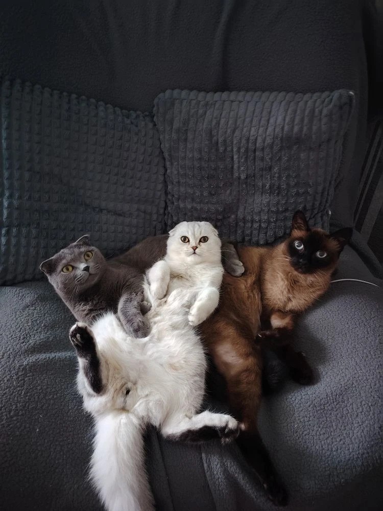 Ничто человеческое им не чуждо: кадры дружбы «мартовского кота» в «Амурской правде» Ничто человеческое им не чуждо: кадры дружбы «мартовского кота» в «Амурской правде»