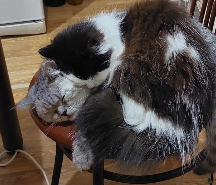 Ничто человеческое им не чуждо: кадры дружбы «мартовского кота» в «Амурской правде» Ничто человеческое им не чуждо: кадры дружбы «мартовского кота» в «Амурской правде»