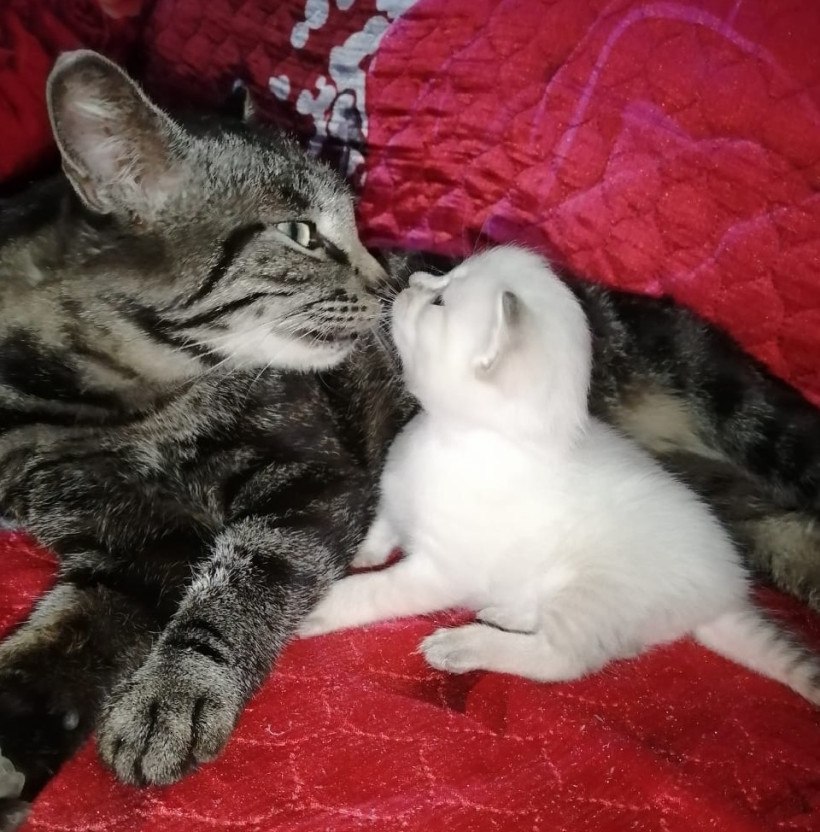 Ничто человеческое им не чуждо: кадры дружбы «мартовского кота» в «Амурской правде» Ничто человеческое им не чуждо: кадры дружбы «мартовского кота» в «Амурской правде»