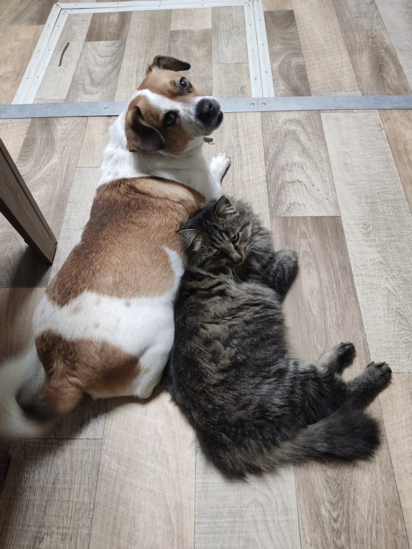 Ничто человеческое им не чуждо: кадры дружбы «мартовского кота» в «Амурской правде» Ничто человеческое им не чуждо: кадры дружбы «мартовского кота» в «Амурской правде»