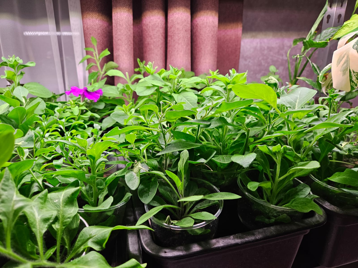 Как преобразить участок с помощью оригинального цветочного декора