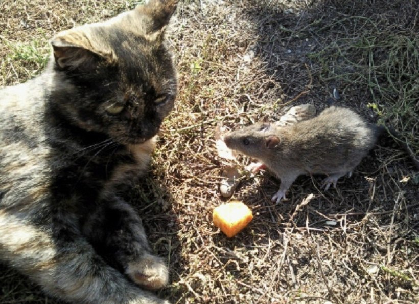 Ничто человеческое им не чуждо: кадры дружбы «мартовского кота» в «Амурской правде» Ничто человеческое им не чуждо: кадры дружбы «мартовского кота» в «Амурской правде»