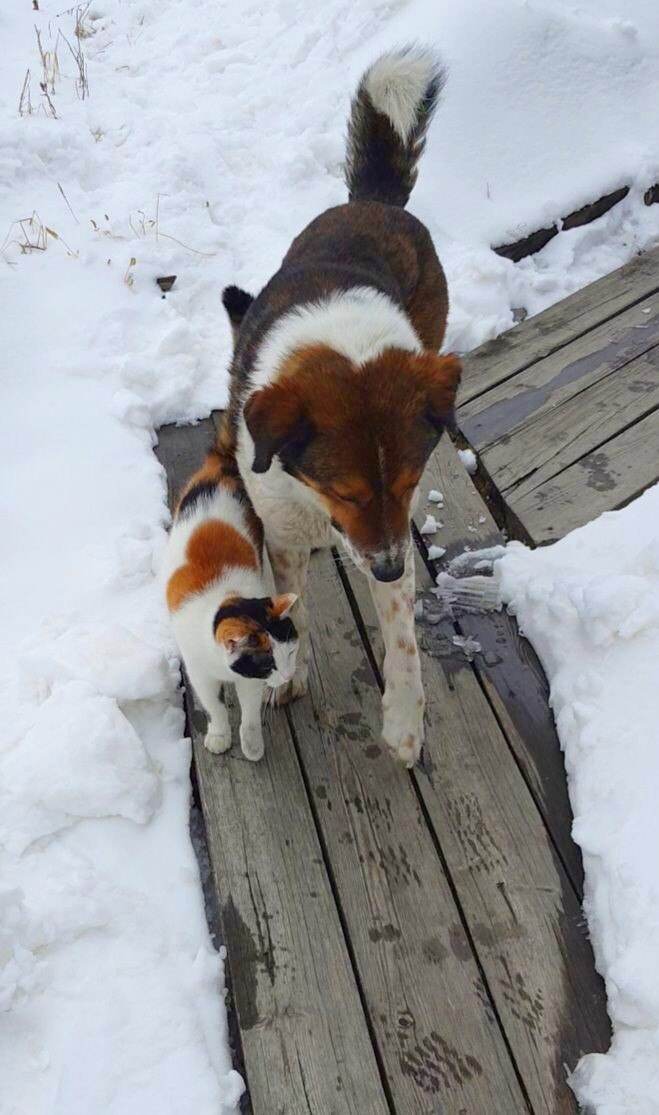 Ничто человеческое им не чуждо: кадры дружбы «мартовского кота» в «Амурской правде» Ничто человеческое им не чуждо: кадры дружбы «мартовского кота» в «Амурской правде»