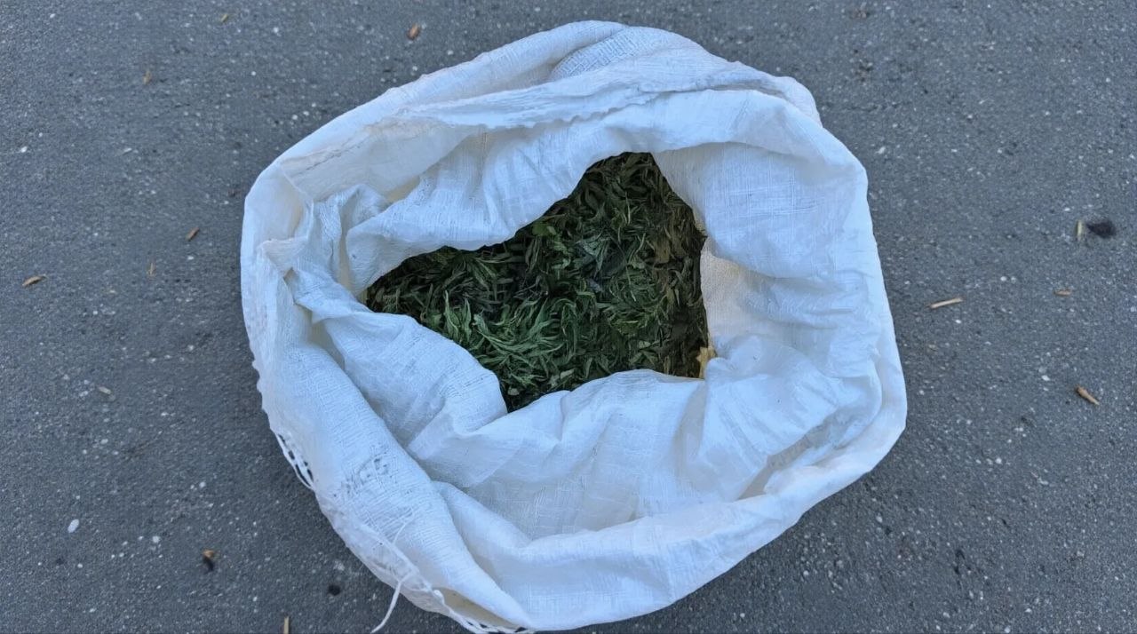 Благовещенец, занимавшийся заготовкой конопли на территории Михайловского округа, будет привлечен к уголовной ответственности