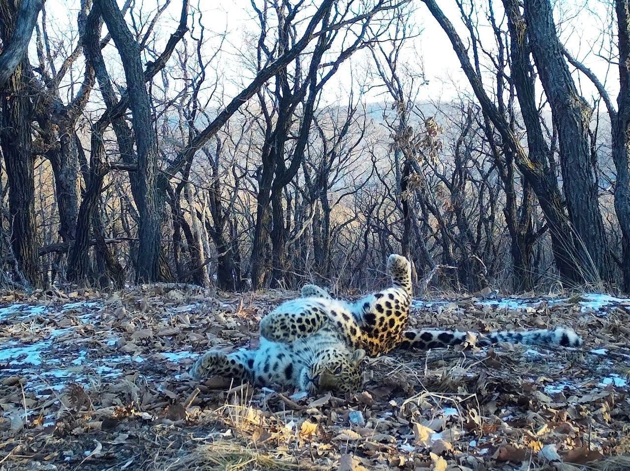 Пятнистый «брейк-дансер» из приморского заповедника похвастал на камеру растяжкой Пятнистый «брейк-дансер» из приморского заповедника похвастал на камеру растяжкой
