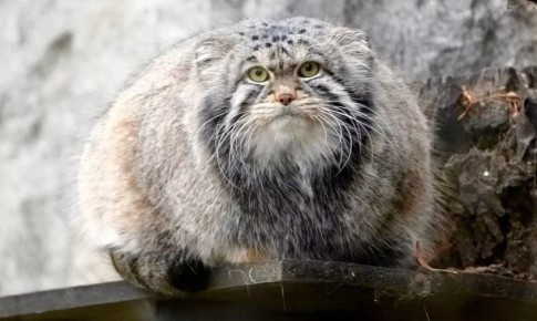 ��� ���� �����: ����������� �������� �� ������ ���� � ������� �������� �� ����������� ��������