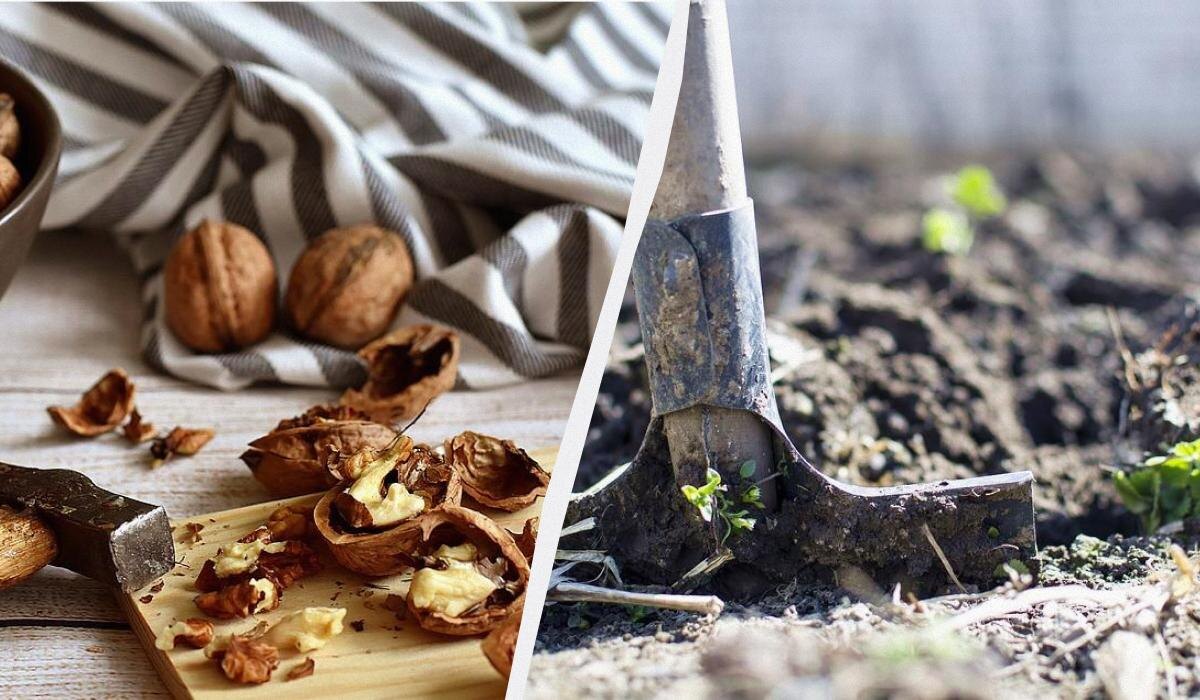 Неожиданные преимущества ореховой скорлупы: как использовать в огороде