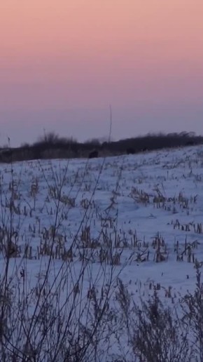 «Где мой Фунтик, где мой поросеночек?»