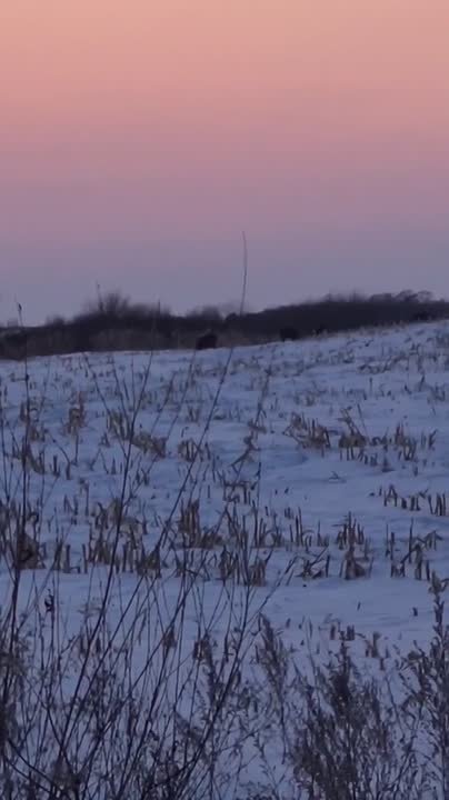 «Где мой Фунтик, где мой поросеночек?»