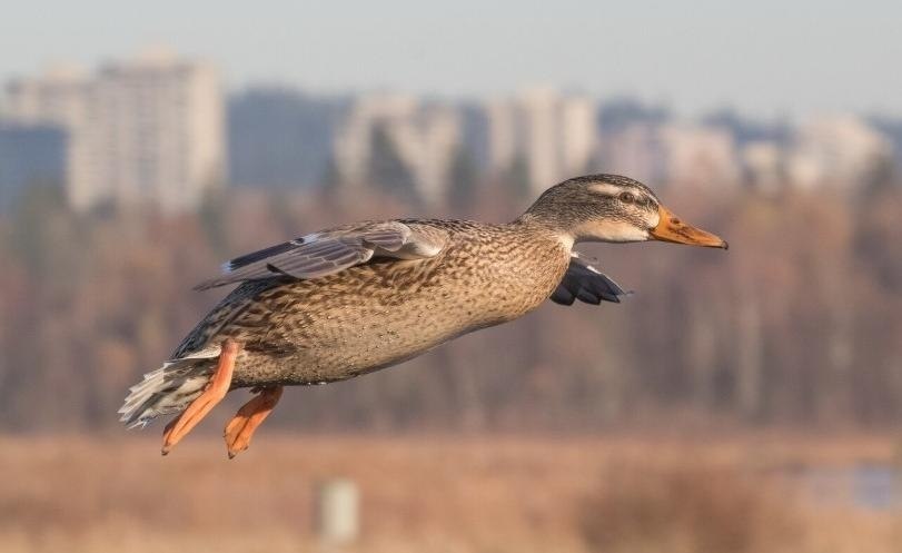 «На кровь кто последний?»: диких гусей и уток, прилетающих в Приамурье, проверят на птичий грипп