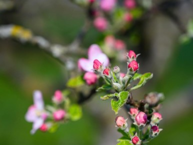 Как правильно нормировать урожай яблонь для лучшего качества плодов