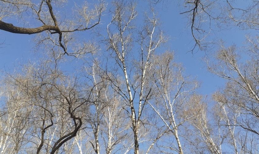 Прогноз погоды в Амурской области на 27 марта