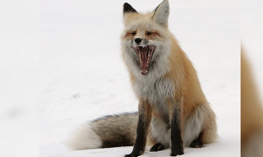 В Амурской области будут отстреливать диких лисиц из-за угрозы бешенства