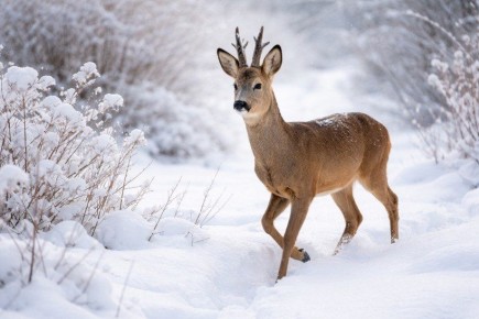 � ����������� ������ ���� ���������� � ��������� � ������-��������� �������� �� ������������� ������