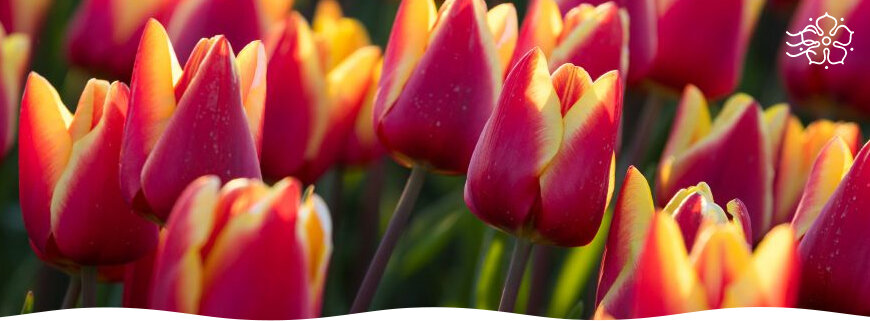 Как правильно высадить тюльпаны осенью: советы и рекомендации