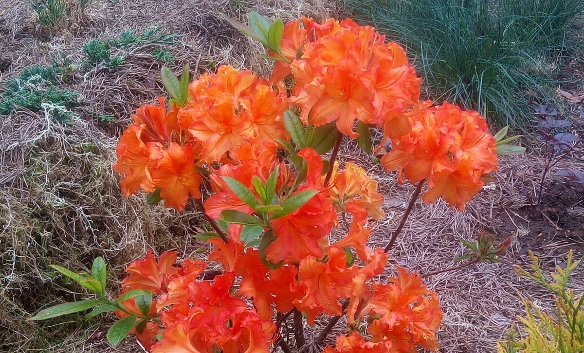 Праздник цветения: рододендроны оживляют весенний сад