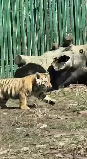 � ����������� �������� � ����������: � ���� �������� ������ ������ � ���� �������� ��� ��������