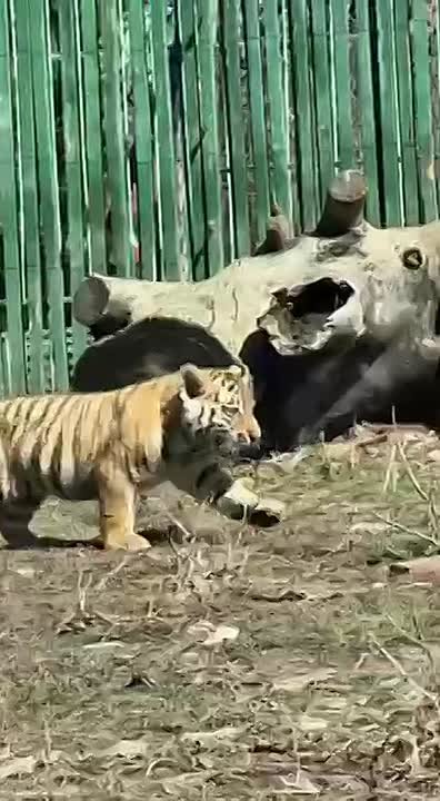 В Алматинском зоопарке — пополнение: у пары амурских тигров Бентли и Ярги родились три тигренка