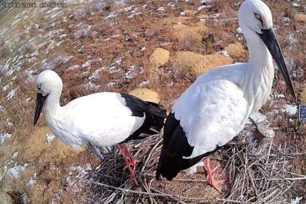 �������� �������: ���� ��������������� ������ �������� ������ � ������������ �����