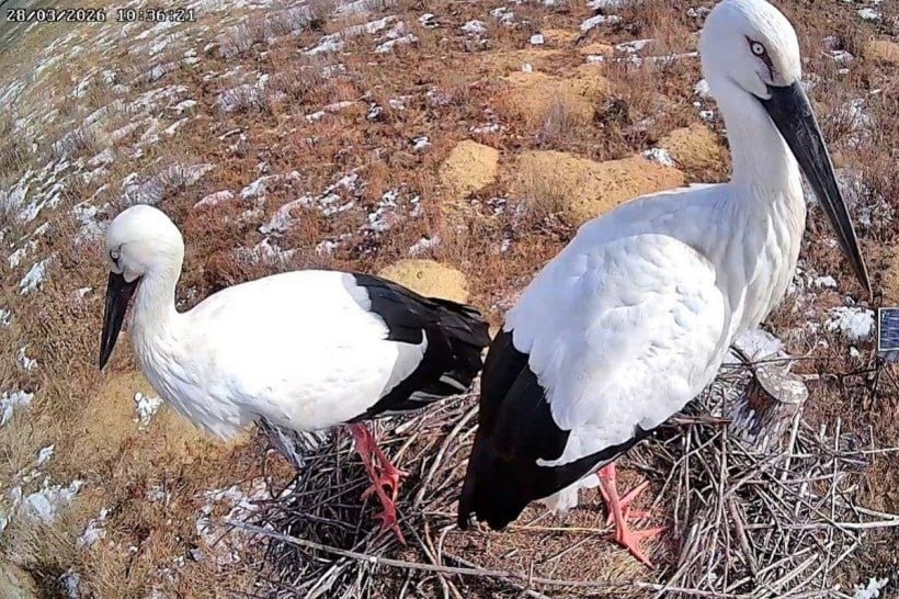 Семейная идиллия: пара дальневосточных аистов обживает гнездо в Муравьевском парке