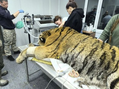 ���������� ������������ ����� �������� � ��������