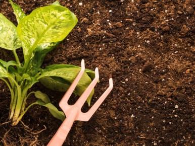 ������ ���� ������ ������: ������� ��������� ������