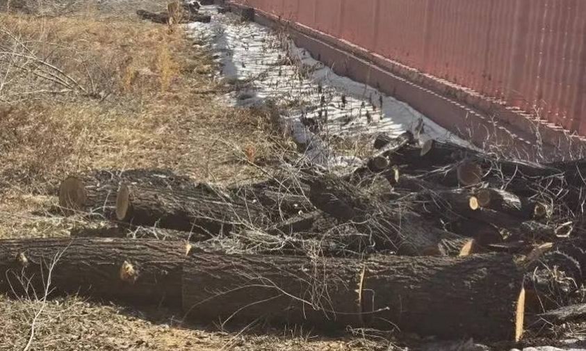 Благовещенцам объяснили, зачем спиливают деревья возле Алексеевской гимназии