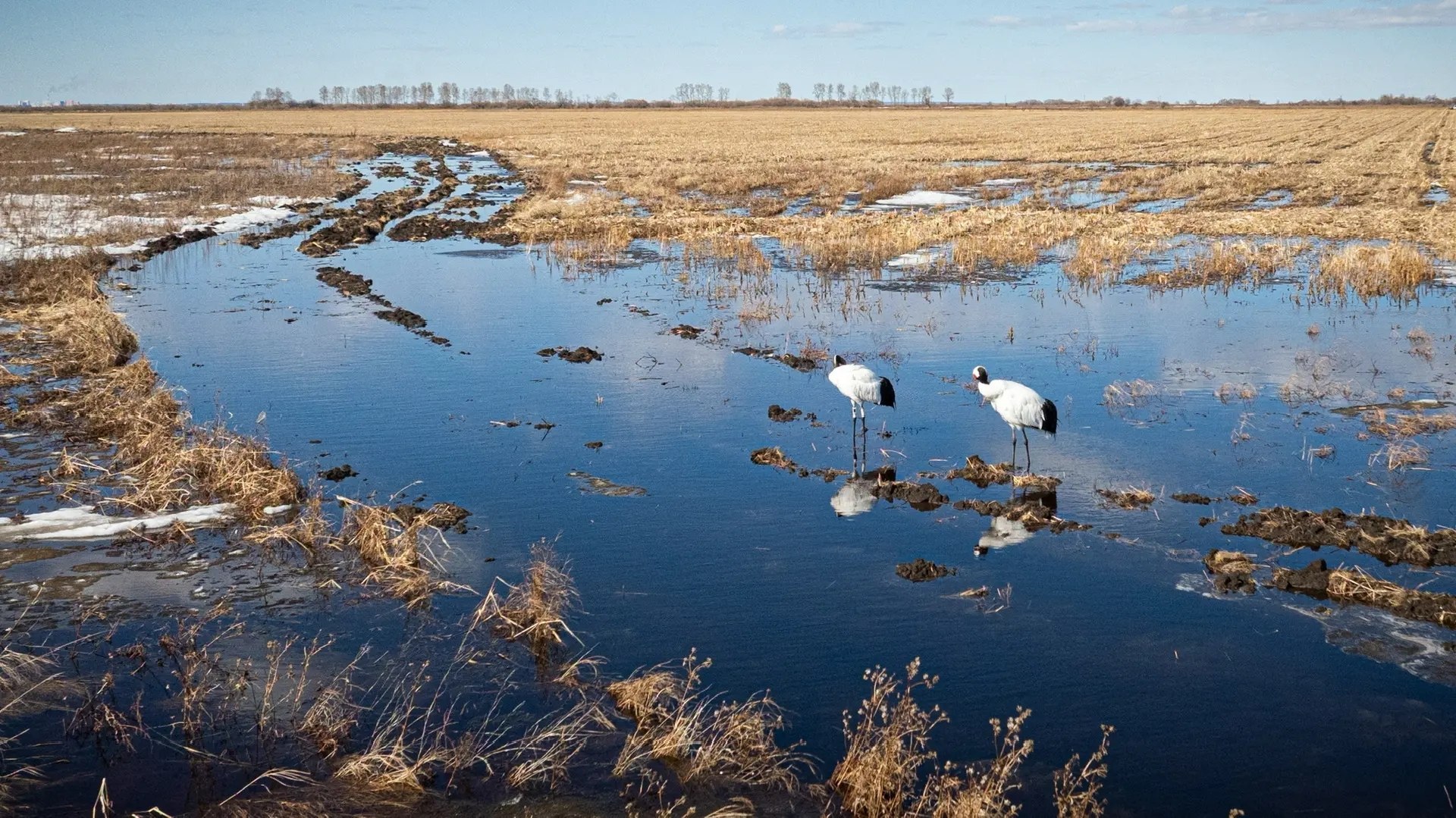 Пара японских журавлей — Снежинка и Подснежник — вернулась в Амурскую область