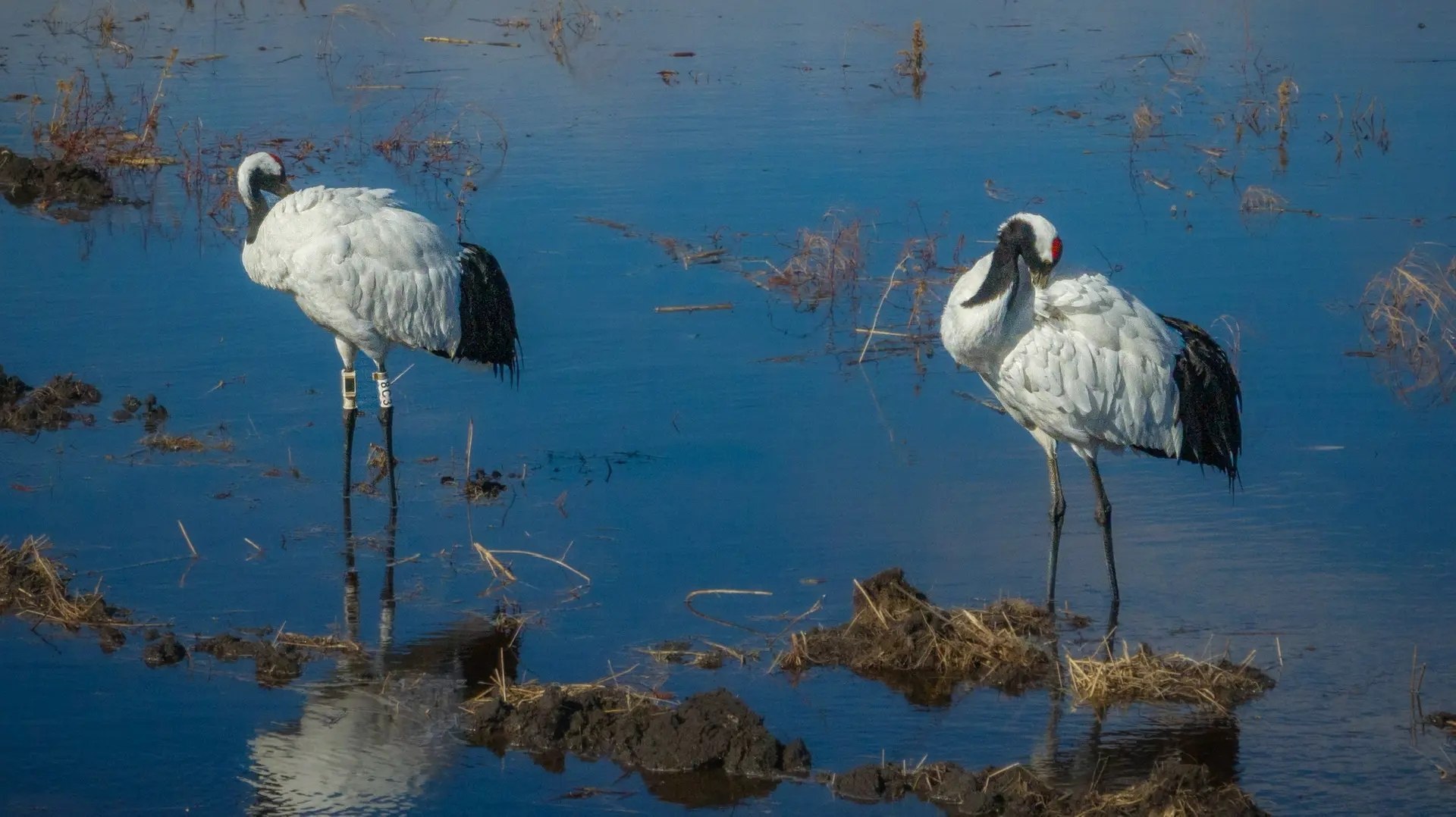 Пара японских журавлей — Снежинка и Подснежник — вернулась в Амурскую область Пара японских журавлей — Снежинка и Подснежник — вернулась в Амурскую область