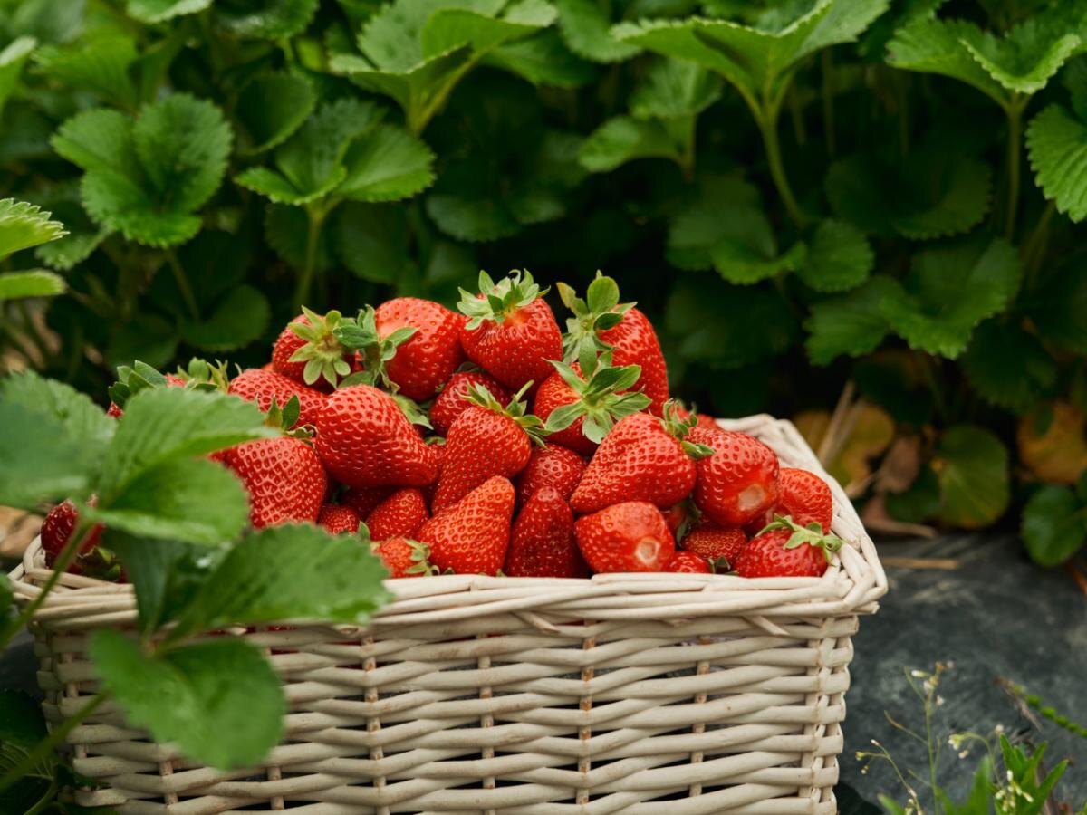 Как получить рекордный урожай клубники: проверенные советы