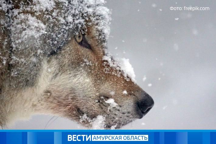 Охотоведы дежурят в Каховке: стали известны подробности о нападении волка на амурчанина