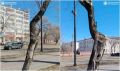 На месте 35 сухих деревьев на улице Горького в Благовещенске посадят новые сосны и ясени
