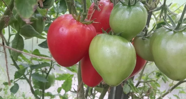 Овощи для лёгкого агронома: сорта для вашего огорода в 2026 году