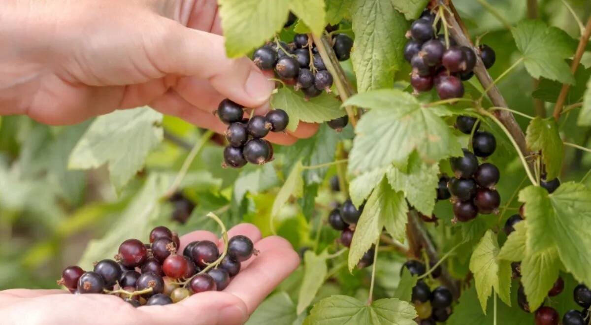 Почему черная смородина должна стать вашим фаворитом в рационе?